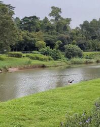 Waterfront @ Faber (D5), Apartment #478298111